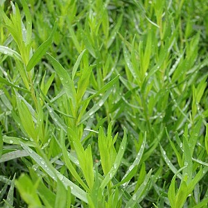 Foto van de desbetreffende plant
